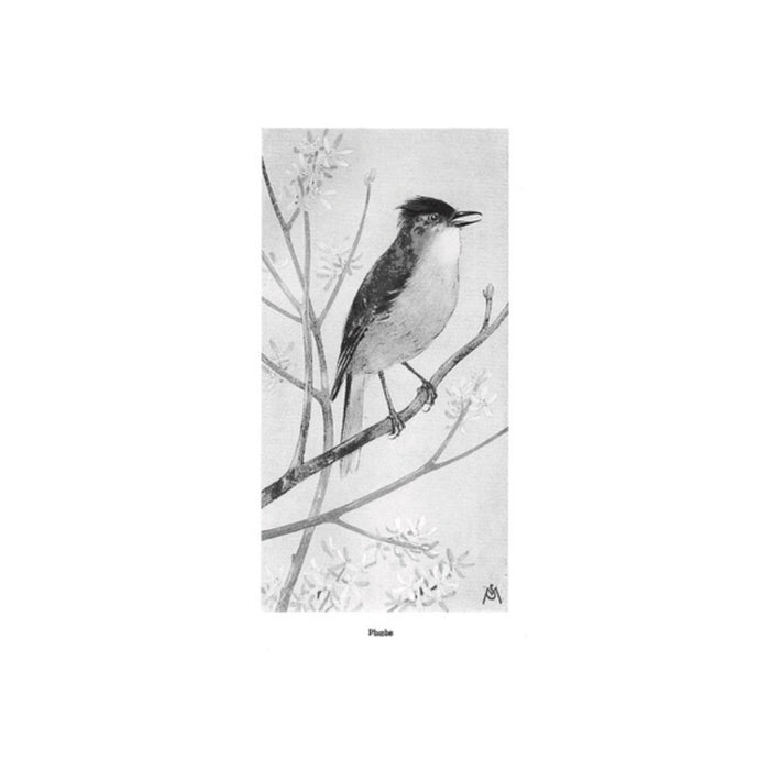 Field Book of Wild Birds and Their Music